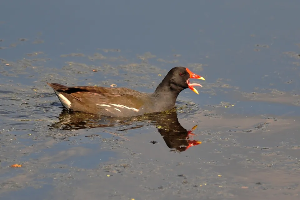 Gallinula chloropus