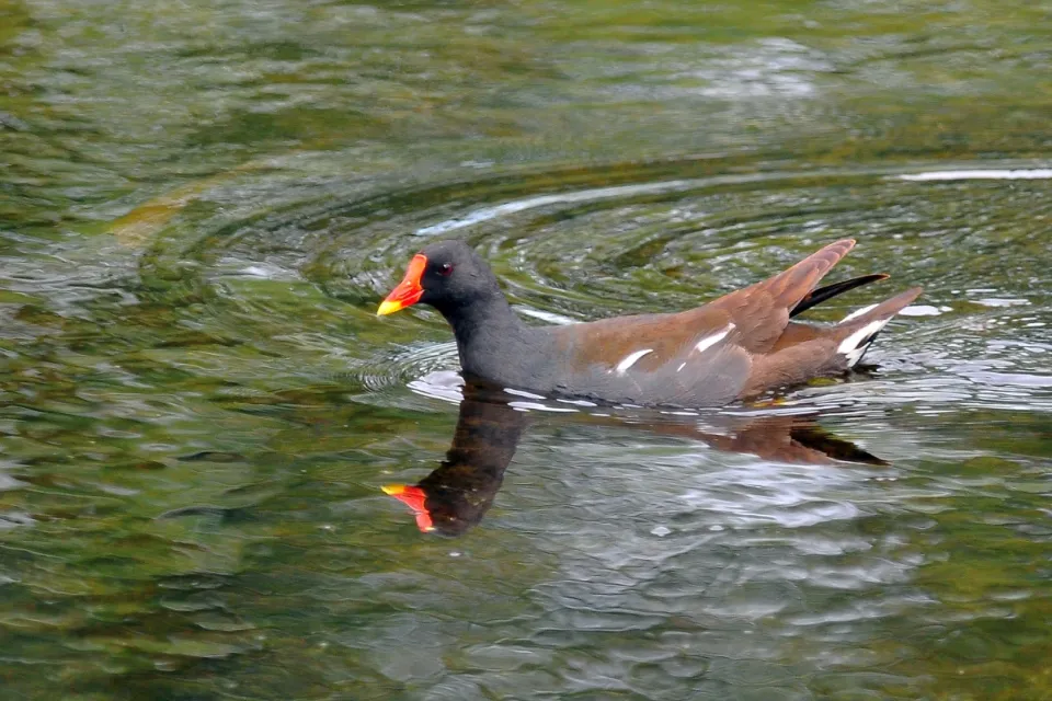 Gallinula chloropus