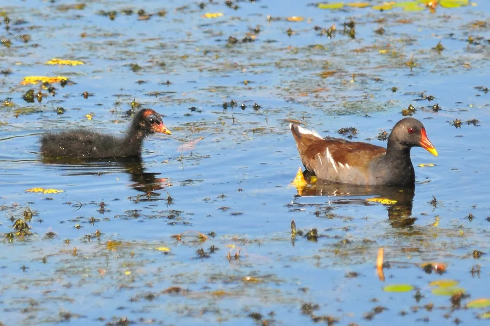Gallinula chloropus