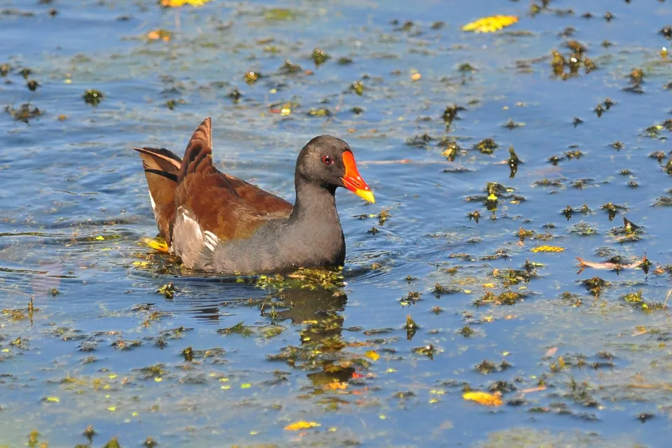 Gallinula chloropus