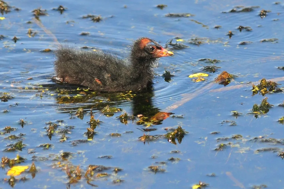 Gallinula chloropus