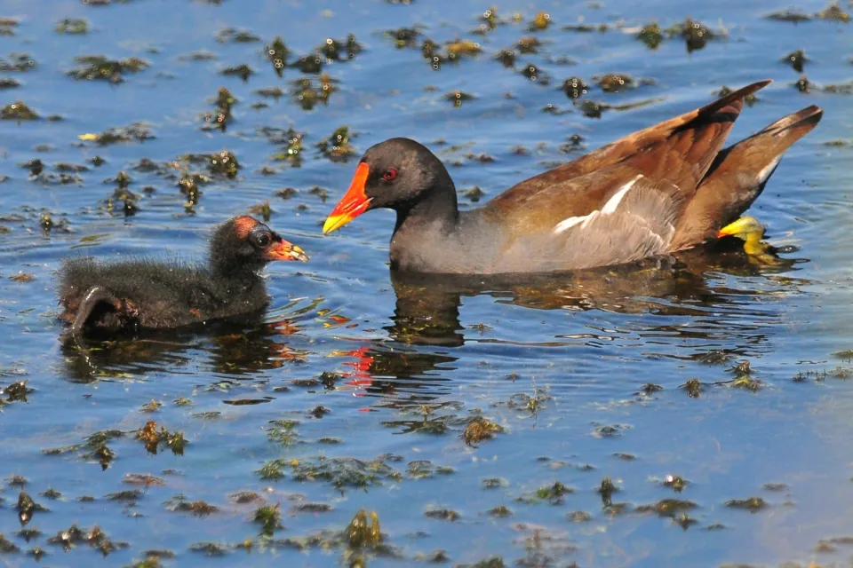 Gallinula chloropus
