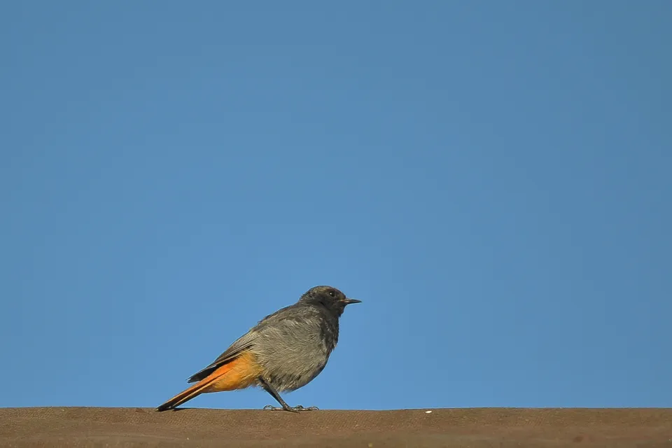 Phoenicurus ochruros
