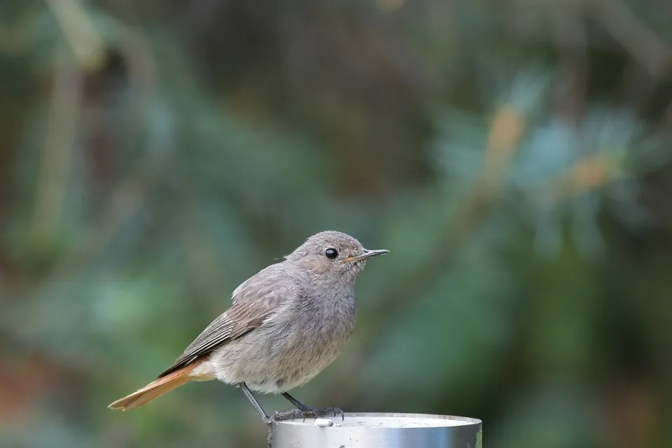 Phoenicurus ochruros