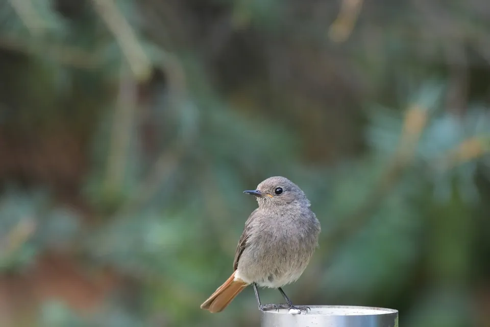 Phoenicurus ochruros