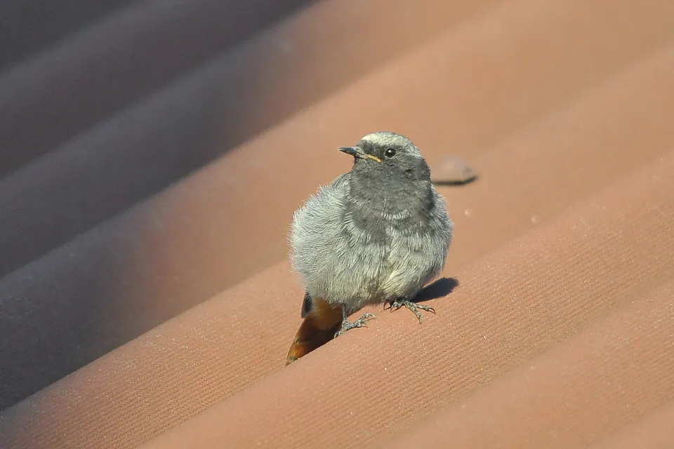 Phoenicurus ochruros