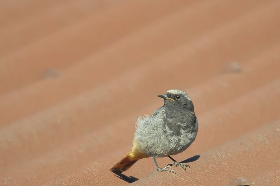 Phoenicurus ochruros