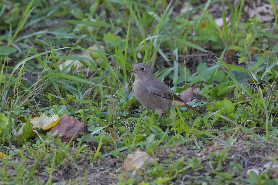 Phoenicurus ochruros