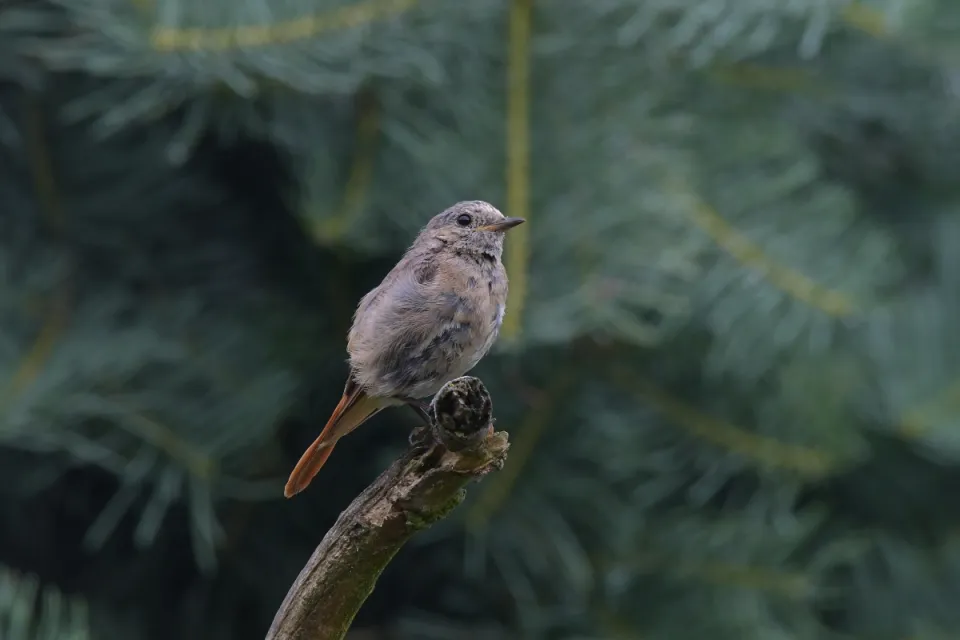 Phoenicurus ochruros