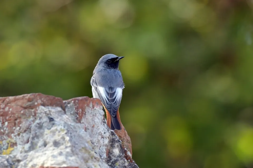 Phoenicurus ochruros
