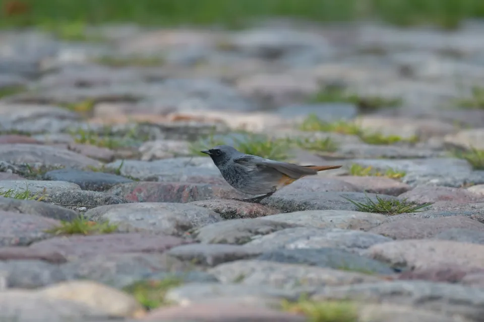 Phoenicurus ochruros