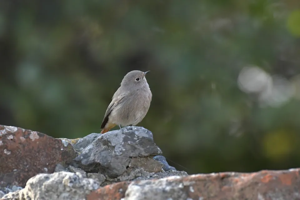 Phoenicurus ochruros
