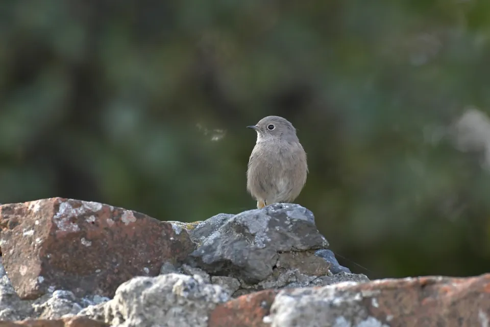 Phoenicurus ochruros