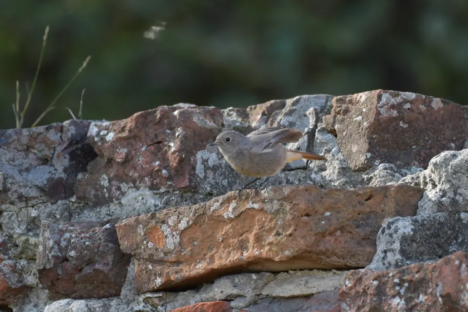 Phoenicurus ochruros