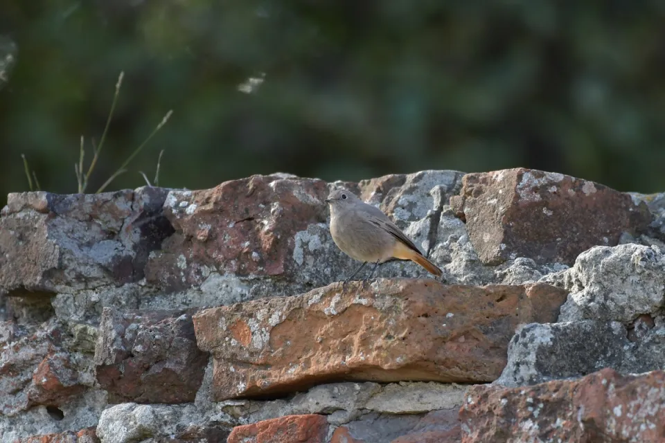Phoenicurus ochruros