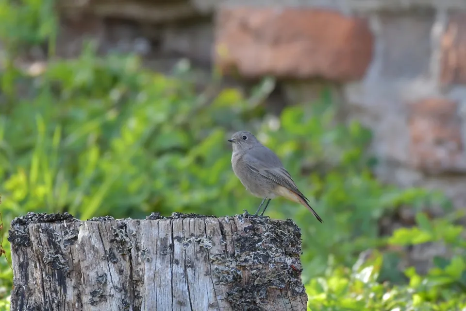 Phoenicurus ochruros