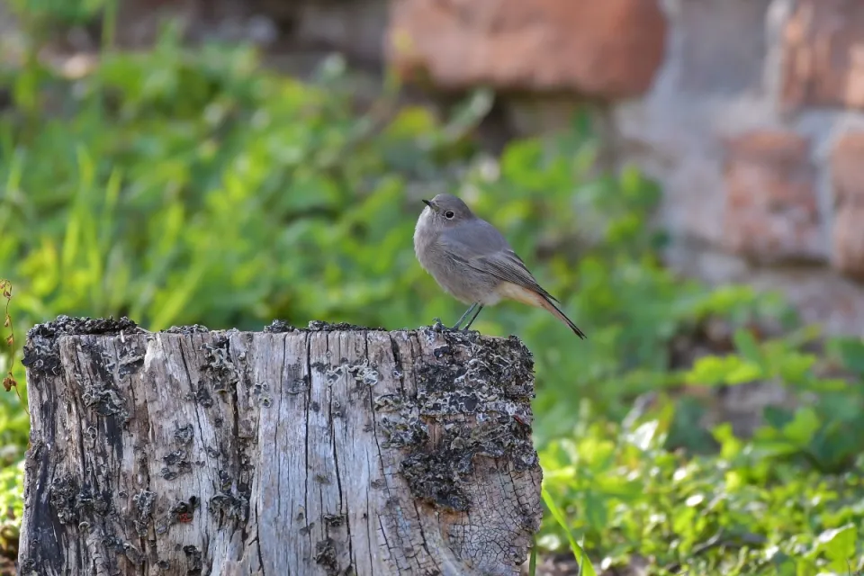 Phoenicurus ochruros