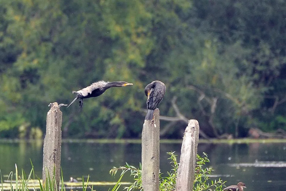 Kormoran