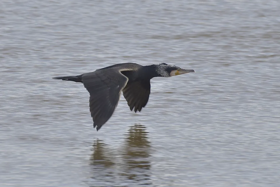 Phalacrocorax carbo