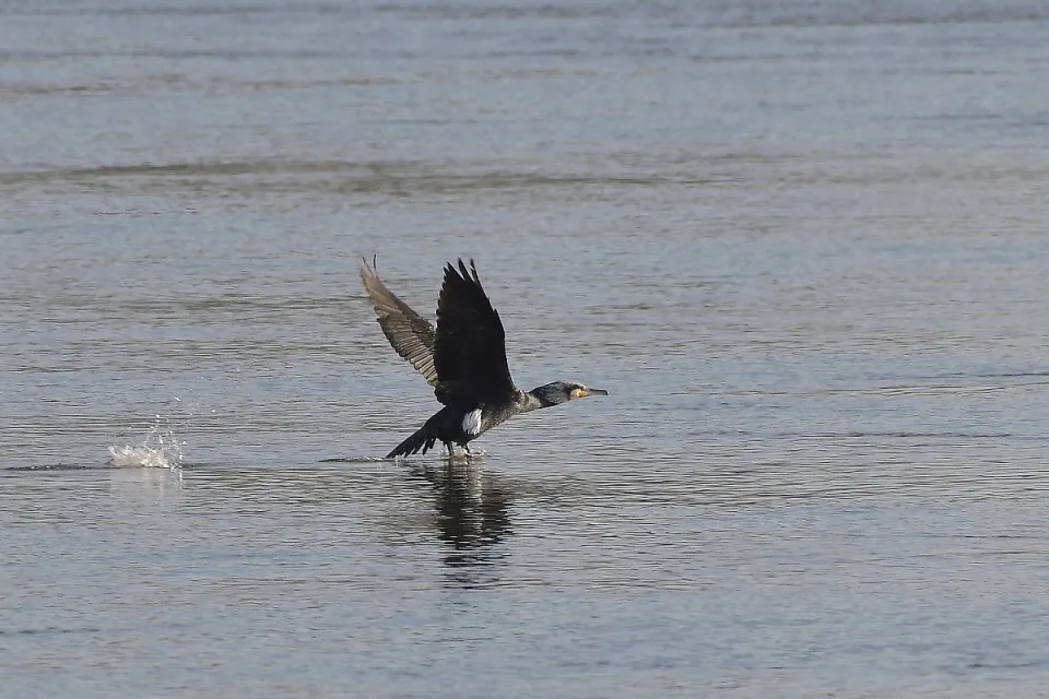 Phalacrocorax carbo