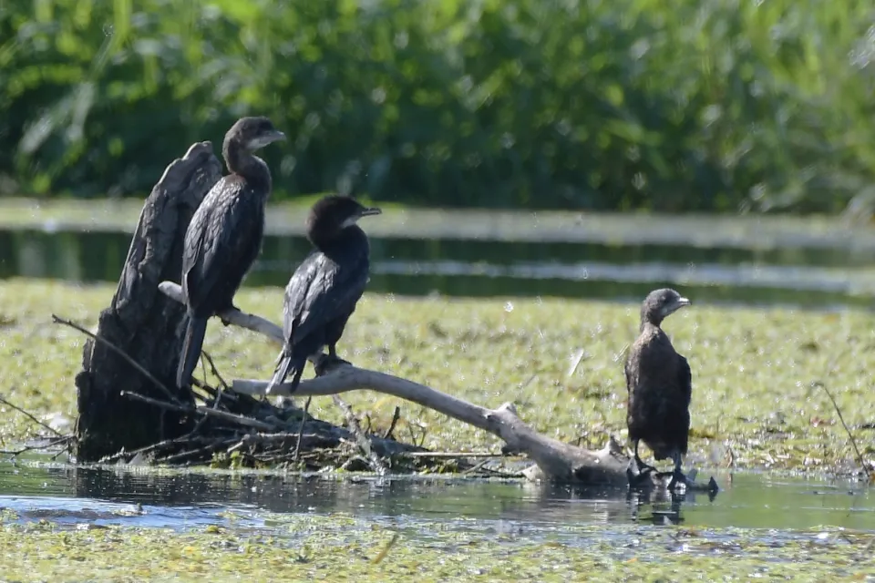 Kormoran mały