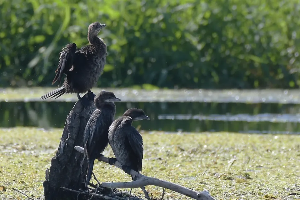 Kormoran mały