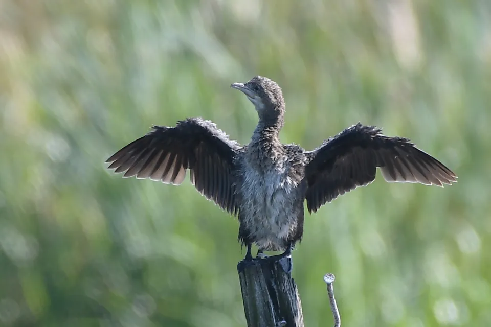 Kormoran mały