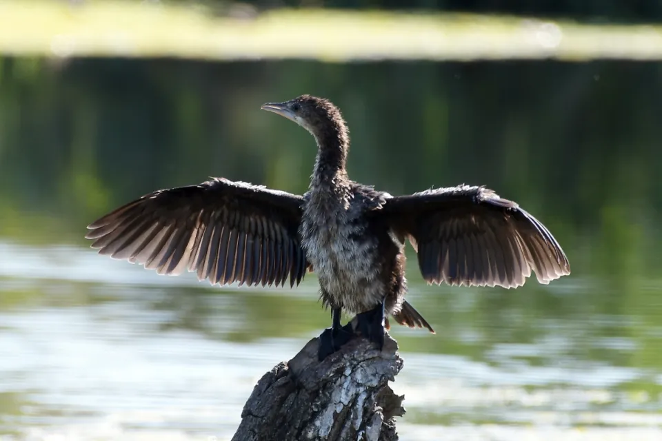 Kormoran mały