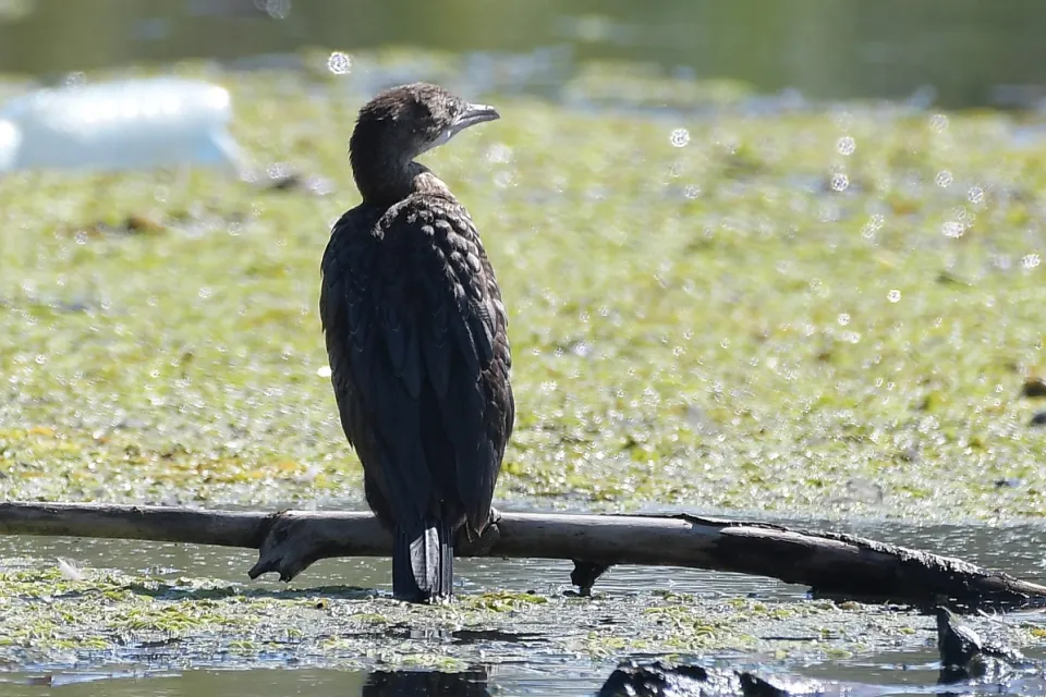 Kormoran mały