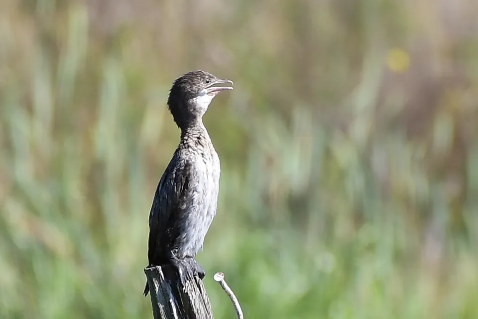 Kormoran mały
