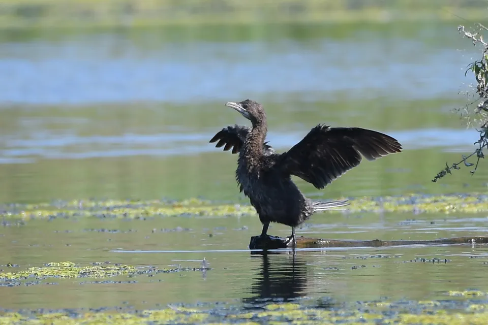 Kormoran mały