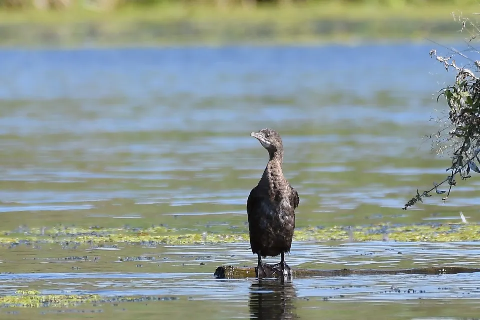 Kormoran mały