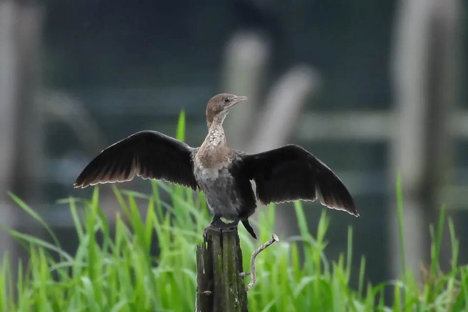 Kormoran mały