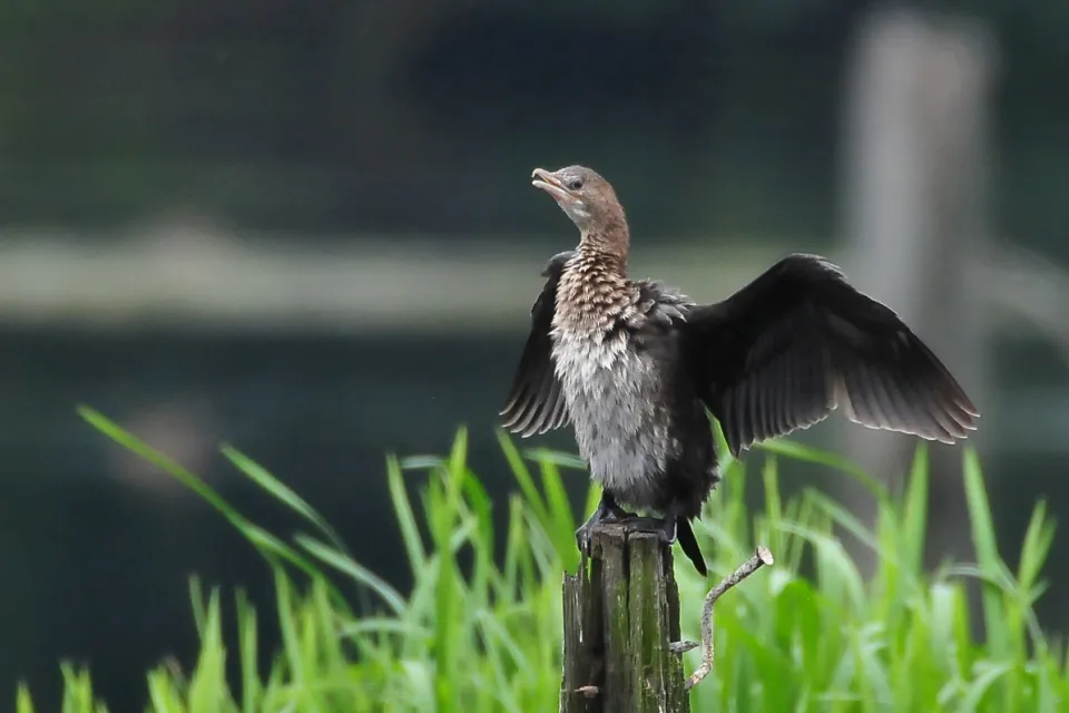 Kormoran mały