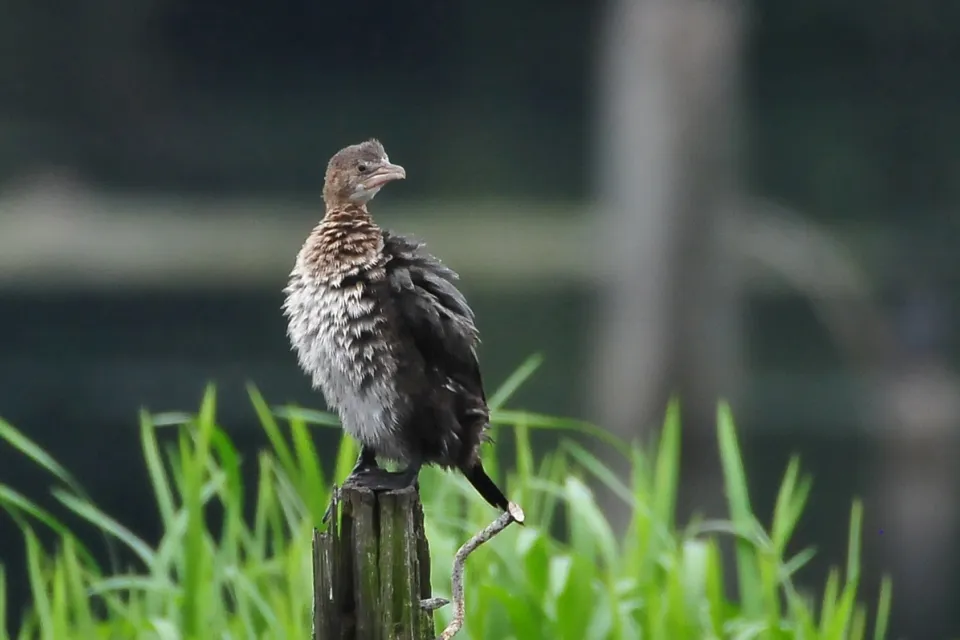 Kormoran mały