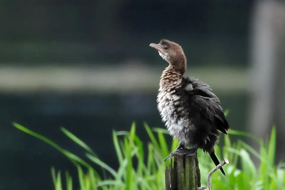Kormoran mały