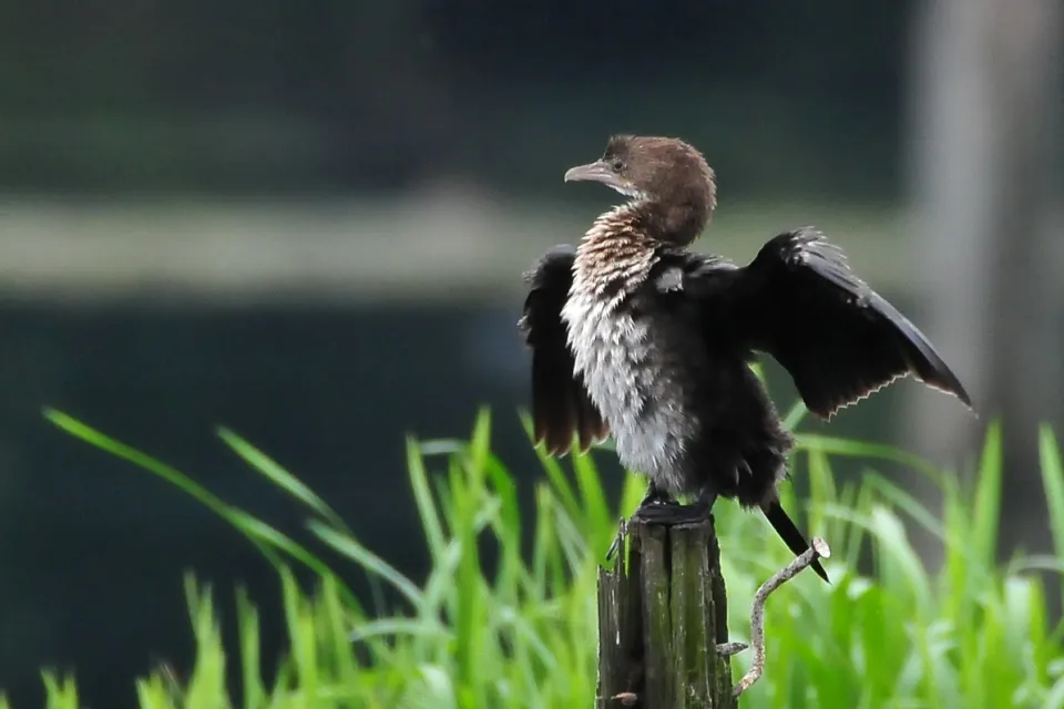 Kormoran mały
