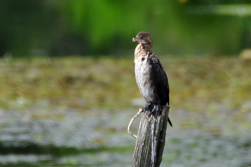 Kormoran mały