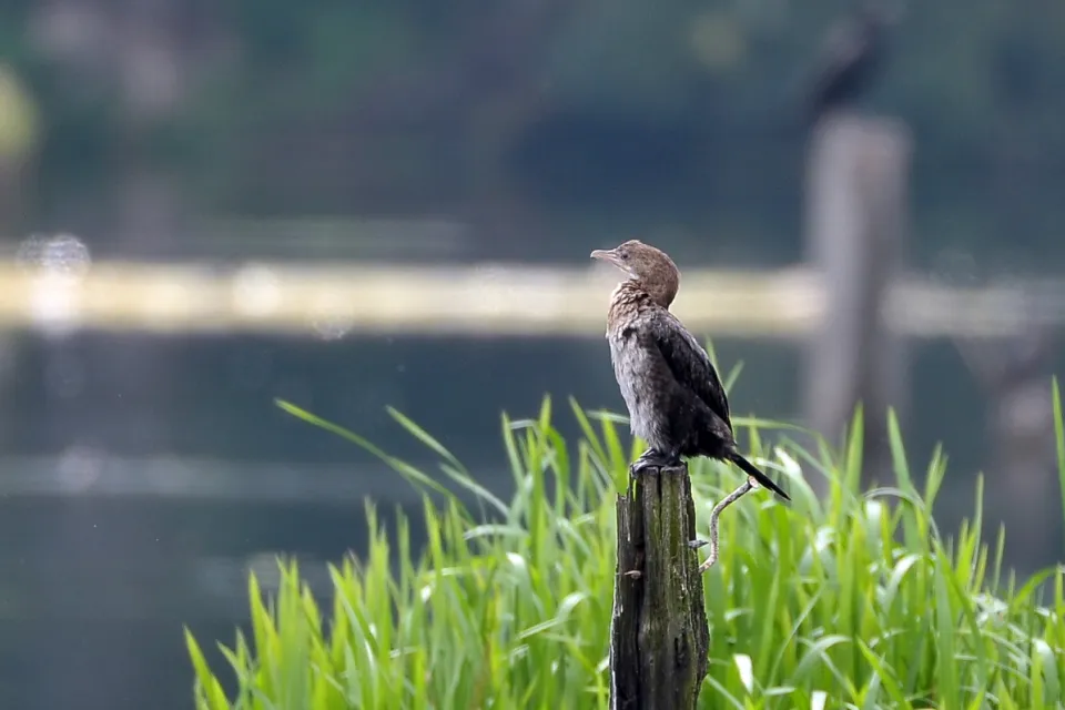 Kormoran mały