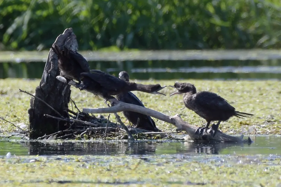 Kormoran mały
