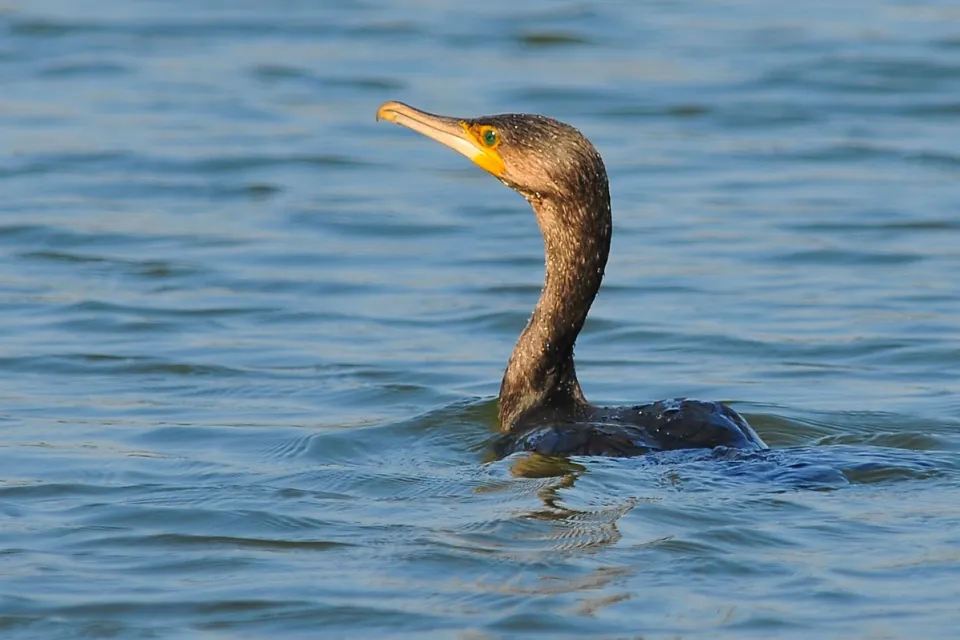 Kormoran