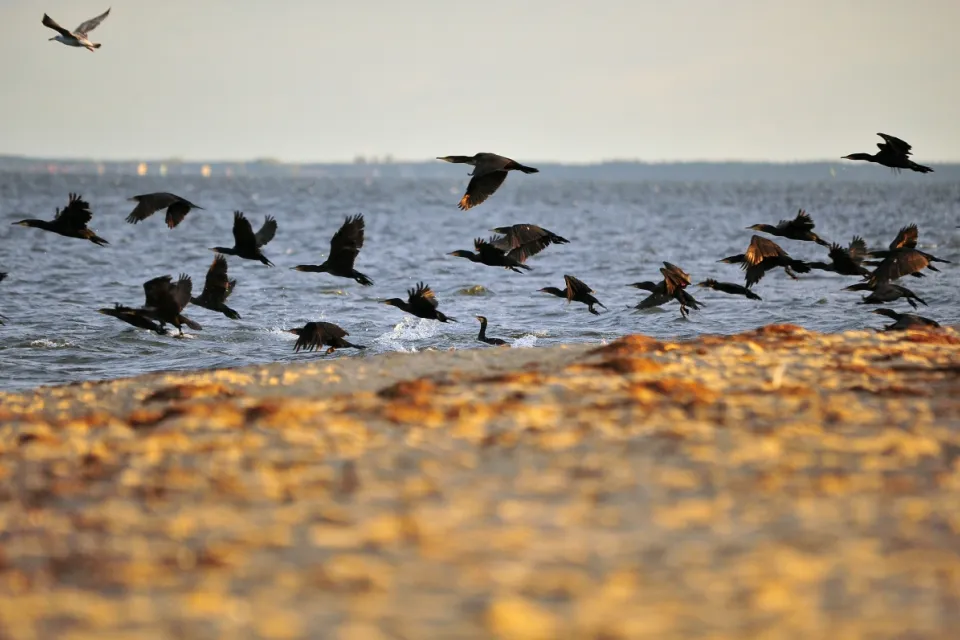 Kormoran