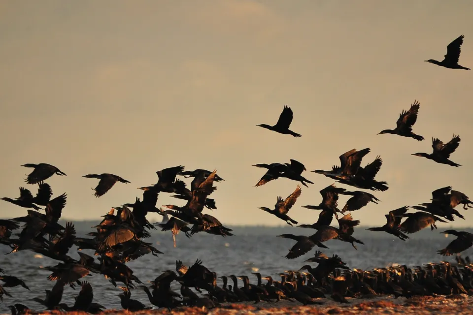 Kormoran