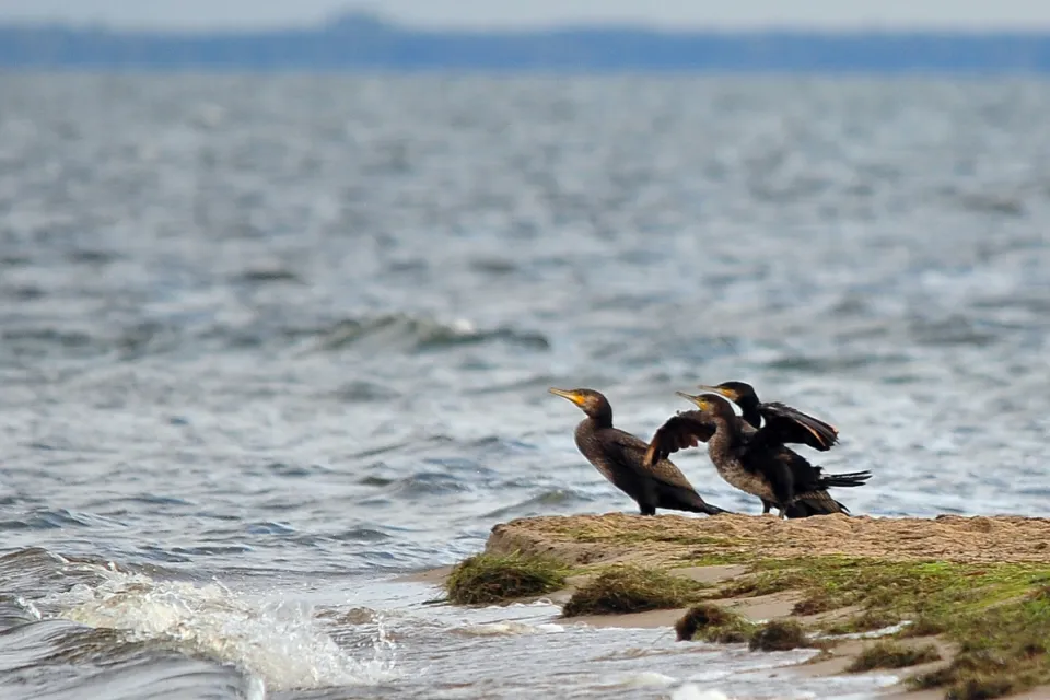 Kormoran