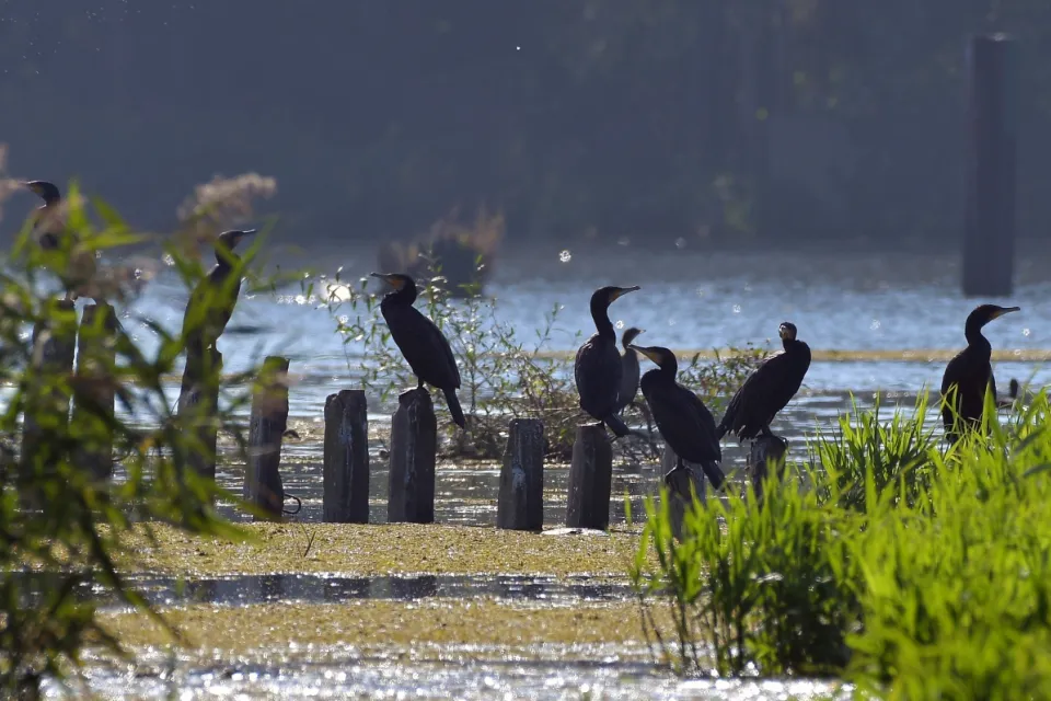 Kormoran