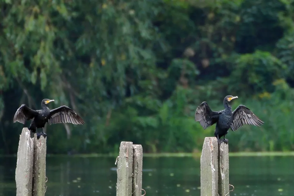 Kormoran