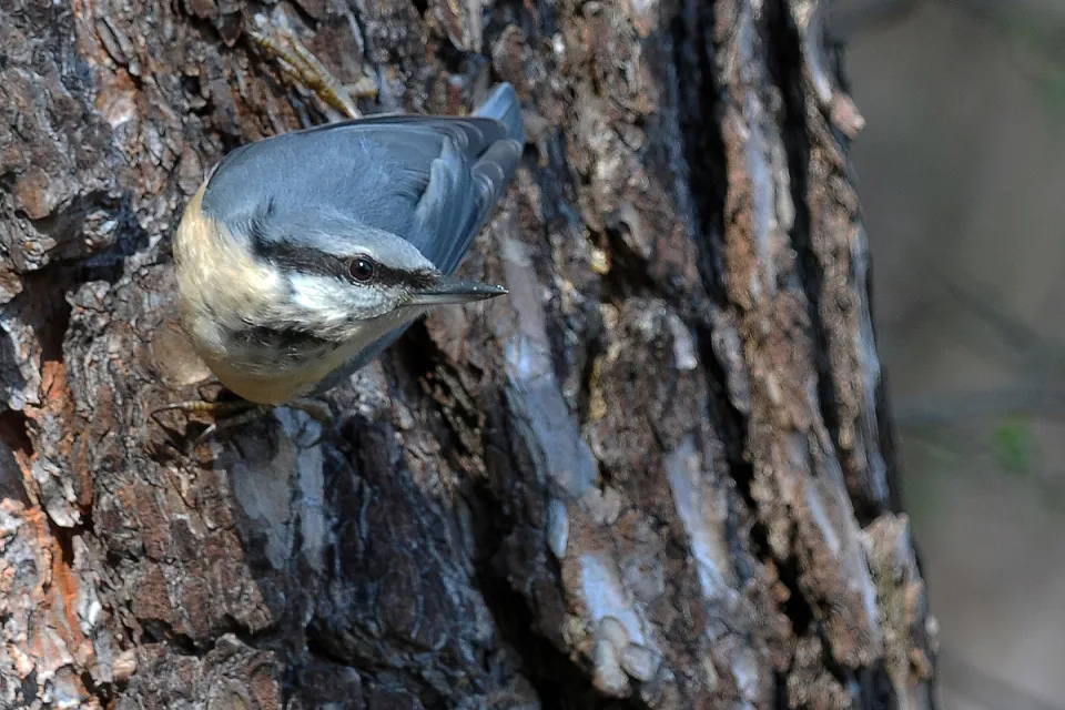 Sitta europaea