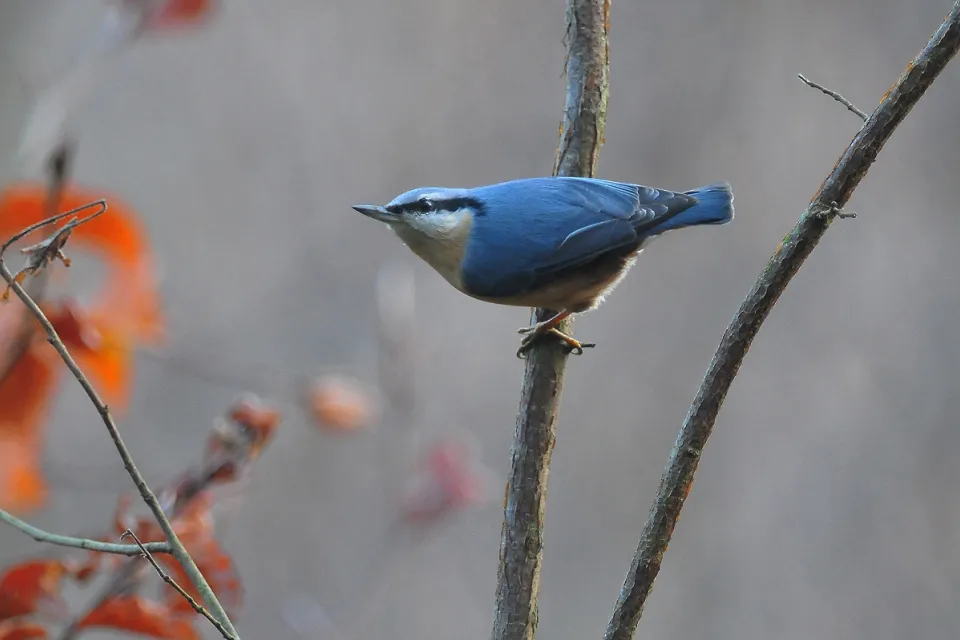 Sitta europaea