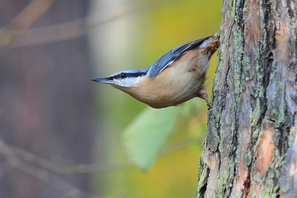 Sitta europaea