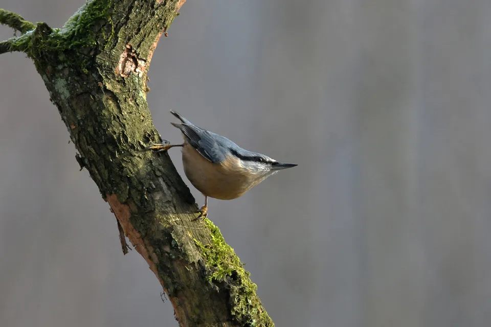 Sitta europaea